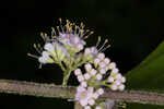 American beautyberry